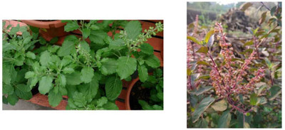 ASPEN Rama Tulsi & Krishna Tulsi | Tulasi & Kraunthulasi Healthy Live Plants | Not a Seed(2 per packet)
