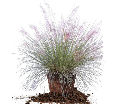 CYBEXIS Pink Muhly Cotton Candy Grass Seeds1400 Seeds Seed(1400 per packet)