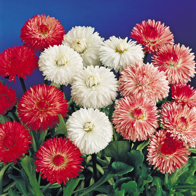 Lorvox Daisy Seed(70 per packet)