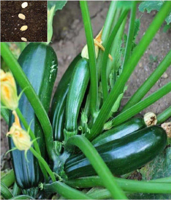 VibeX ® VXI-503 Black Beauty Zucchini Squash Seed(100 per packet)
