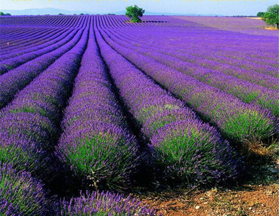 ActrovaX Easy to plant lavender fragrant flower [50 Seeds] Seed(50 per packet)