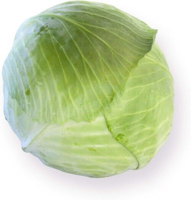 KNESSiN LAX-11 Cabbage White Toughma RZ Seed(500 per packet)