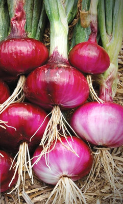 Biosnyg Organic Pusa Red Onion Vegetable Seeds for Garden-(3000 Seeds) Seed(3000 per packet)