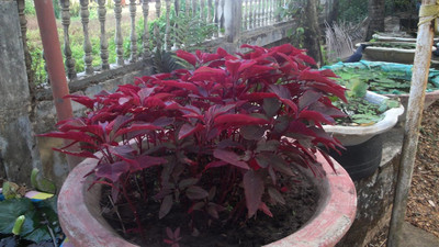 KNESSiN Amaranthus Leaf Rich Red Spinach Lal Saag Cheera-{800 Seeds} Seed(800 per packet)
