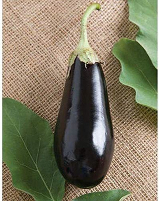 VibeX ® VXI-897 Organic (F1) Brinjal Seeds Seed(200 per packet)