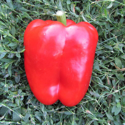 Biosnyg Non GMO Red Solario Capsicum Vegetable Seeds For Gardening-(800 Seeds) Seed(800 per packet)