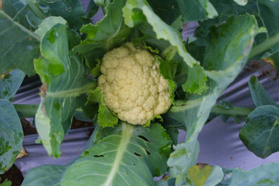 Heirloom Quality white cauliflower,gobhee seeds Seed(13 per packet)