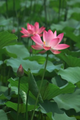 SIDDHARTH FISH FARM lotus,kamal gatta Seed(15 per packet)