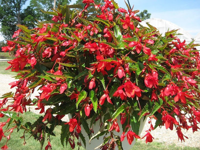CYBEXIS VXI-87 - Trailing Begonia Santa Cruz Sunset heat drought tolerance - (30 Seeds) Seed(30 per packet)