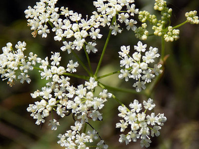 Oliver gypsophila flower Seed(100 per packet)