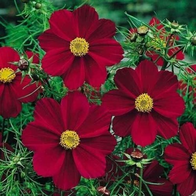 Quentova Tetra Ver Red Cosmos-9Q-PALLAV Seed(50 per packet)