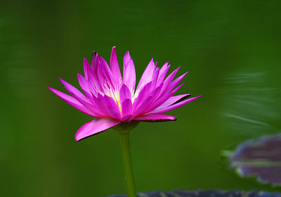 MAA lotus,kamal gatta Seed(10 per packet)