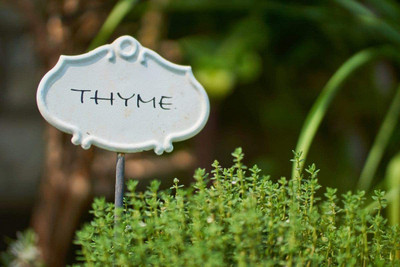 CYBEXIS TLX-41 - Thyme Culinary (Thymus vulgaris) - (150 Seeds) Seed(150 per packet)