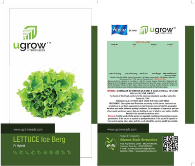 fixeded ARCTIC CRISP LETTUCE ICE-BERG-LETTUCE SEEDS & PLANT Seed(30 per packet)