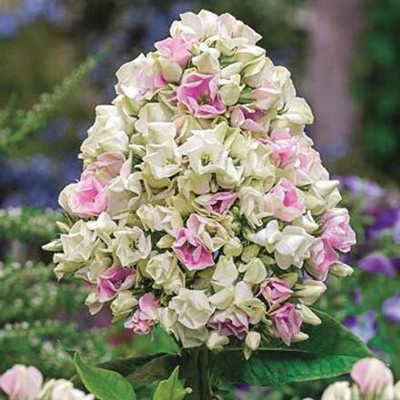 XOLDA Exotic phlox Seed(18 per packet)