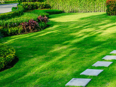 BJUBAS garden grass seeds pack of 2130 Seed(2130 per packet)