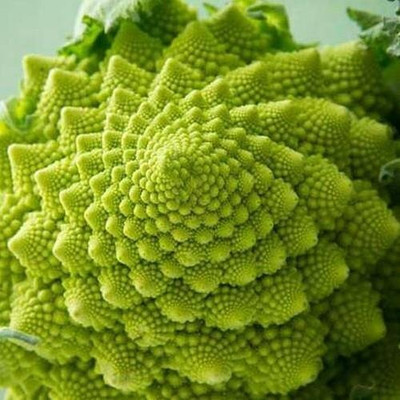 WILLVINE Broccoli Romanesco Seeds -[2000 Seeds] Seed(2000 per packet)