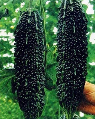 CYBEXIS ATS-84 - Black Bitter Gourd Melon - (900 Seeds) Seed(900 per packet)