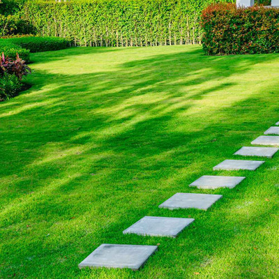 DEYS AGRO ™ grass seeds|korean carpet garden grass seeds, garden grass seeds, lawn grass seeds Seed(3500 per packet)