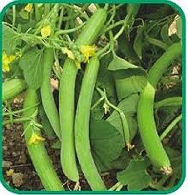 ENINE Vegetable Seeds Cucumber Kakdi Seeds Long Melon DF85 Seed(20 per packet)