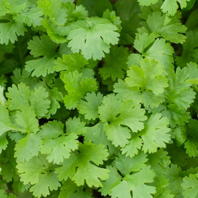 CEZIUS High Germination Corriander cilantro vegetable tropical-a7H Seed(340 per packet)