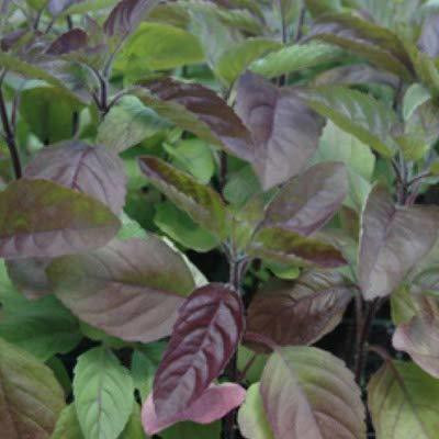Aywal Krishna Tulsi Seed(25 per packet)