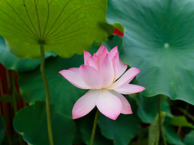 MAA lotus,kamal seeds Seed(5 per packet)