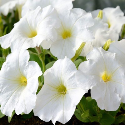 CYBEXIS LXI-22 - Petunia Multiflora White - (60 Seeds) Seed(60 per packet)