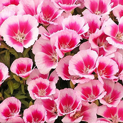 Lorvox Clarkia Elegance Double mixed flower Seed(95 per packet)