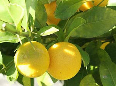 Aywal Mausambi Sweet Lemon Fruit - Citrus Limetta Seed(11 per packet)