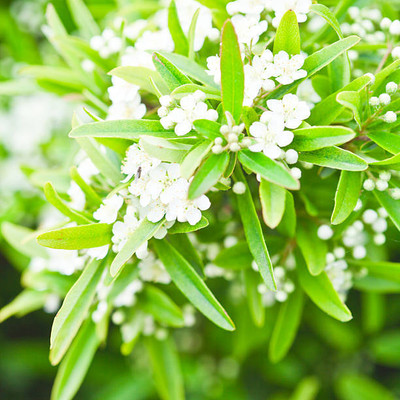 seedex gypsophila flower Seed(200 per packet)