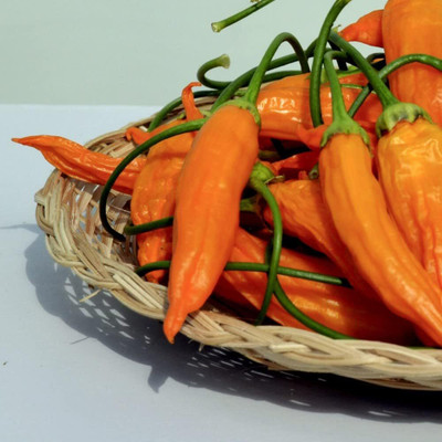 Biosnyg Non GMO Havanna Gold Chilli Seeds For Planting-(4000 Seeds) Seed(4000 per packet)