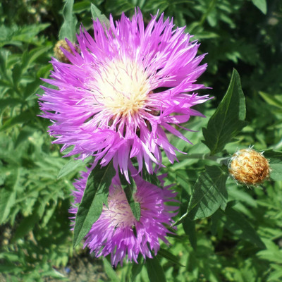 Aywal Sweet Sultan mixed (Centaurea imperialis) Seed(10 per packet)