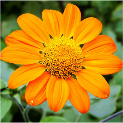 madrid Tithonia rotundifolia Seed(10 per packet)