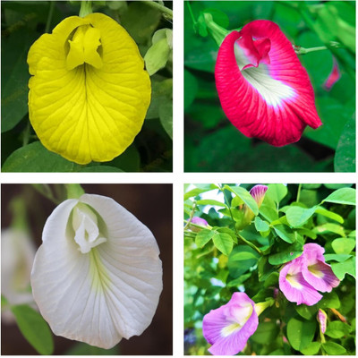 Seedsilk Aparajita Seeds Mixed Color, Shankhpushpi Hybrid Butterfly Pea Seed(35 per packet)