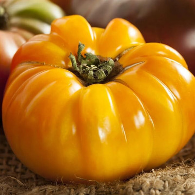 KNESSiN F1 Hybrid Yellow Brandywine Tomato Seeds For Growing - (400 Seeds) Seed(400 per packet)
