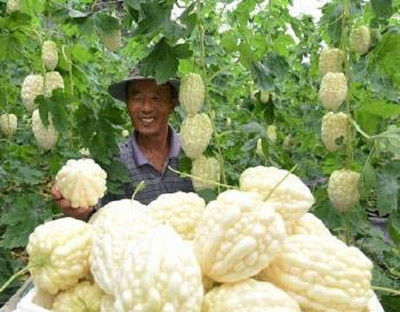 WILLVINE NBIR-390 Bitter Gourd White Long High Yield Seed(50 per packet)