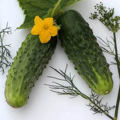 Avysa Cucumber Centella F1 Seed-CuC_624 Seed(100 per packet)