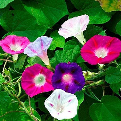 Aywal IPOMEA MORNING GLORY MIXED FLOWER Seed(100 per packet)