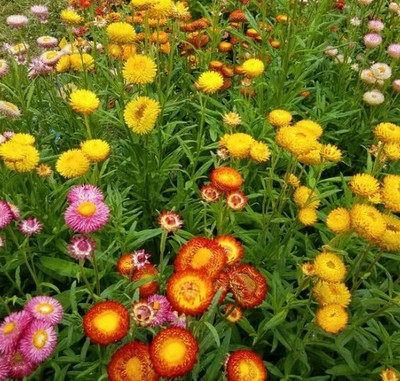 Aywal Helichrysum Mixed Seed(80 per packet)