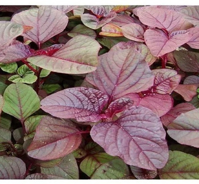 Hmr Red Amaranthus Seed(500 per packet)