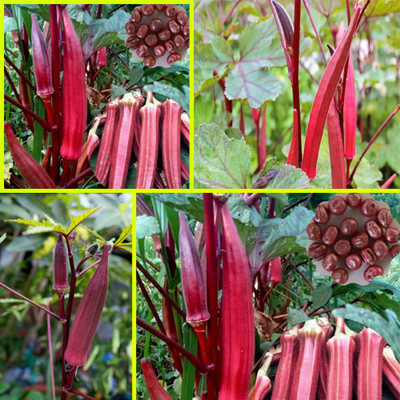 SREE lady finger, vindi, dharos Seed(55 per packet)