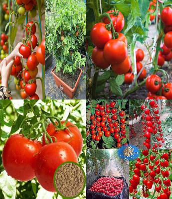 ibains Hybrid tomato seeds bij 38 Seed(68 per packet)