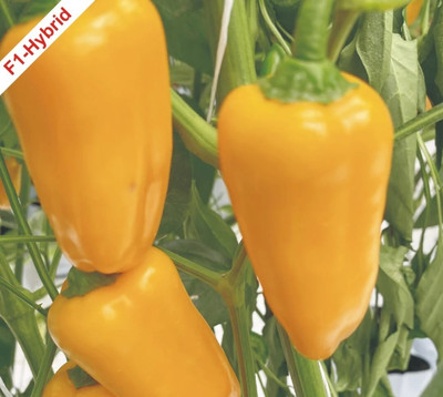 DIVINE CAPSICUM Seed(40 per packet)