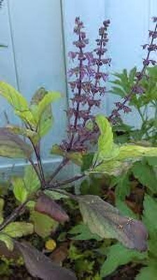 LPR TULSI, BASIL SEEDS Seed(400 per packet)