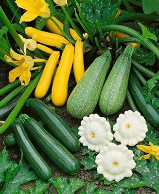 Qualtivate HYB-2A Summer Squash Mix Seeds Seed(30 per packet)