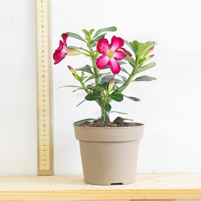 Qualtivate VVI-93 Adenium obesum Mixed Colours Seed(30 per packet)