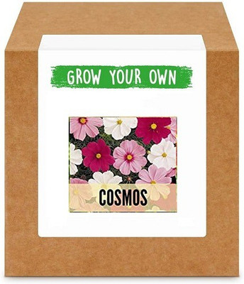 CYBEXIS Cosmos Sensation Mix400 Seeds Seed(400 per packet)