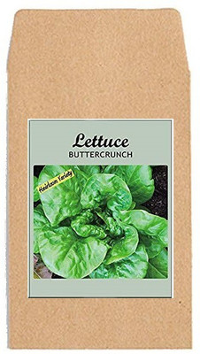 CYBEXIS Hybrid Vegetable Seeds-Lettuce Buttercrunch4000 Seeds Seed(4000 per packet)