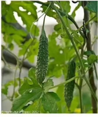 Aro Bitter Gourd, Karela Seed(64 per packet)